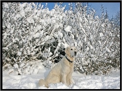 Labrador, Krzewy, Śnieg, Biszkoptowy